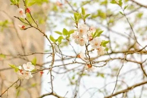 春春草在线观看,在线观看，探寻青春的绿色篇章  第3张